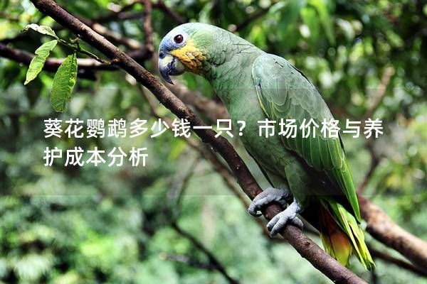 葵花鹦鹉多少钱一只?市场价格与养护成本分析