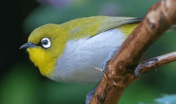 红肋绣眼鸟和暗绿绣眼鸟的区别