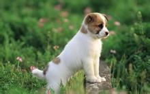 宠物狗怎么喂食比较好呢