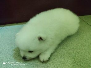 宠物狗买回来怎么喂食好