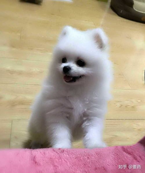 博美宠物狗怎么喂养好一点