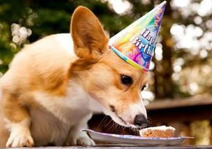 宠物狗零食该怎么喂食好