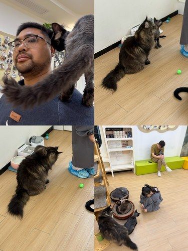 真的爱猫的猫咖应该是这样的