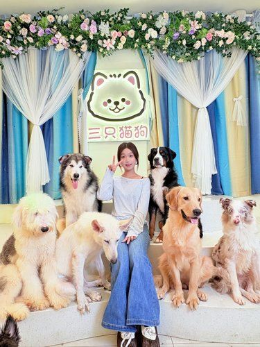 宠物萌瞬间速递，简直是猫狗天堂来的吧