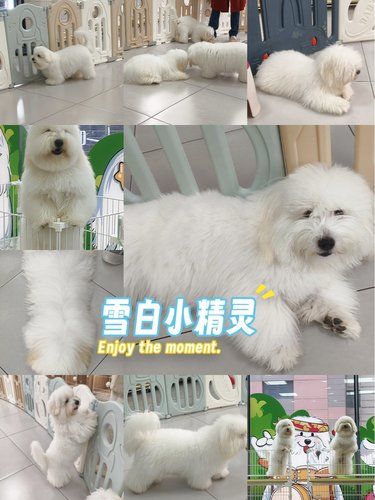 棉花面纱太可爱啦