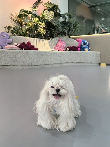 你好马尔济斯狗咖下次我一定一定还要来