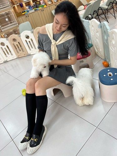 在沈阳摸到了！传说中的棉花糖漂亮小狗