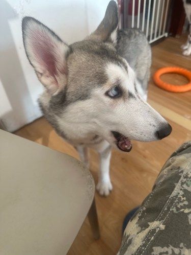 幸福瞬间：狗狗篇