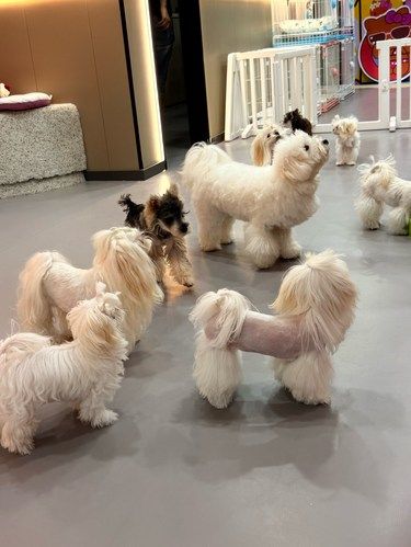 又发现一家治愈系狗咖