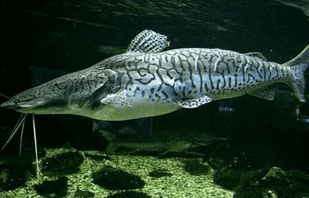 虎鲶怎么养 该鱼喜欢微暗的环境