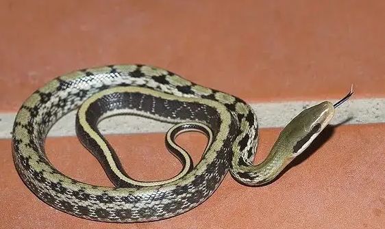 四川农村常见的蛇图片大全
