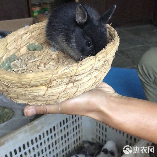 垂耳兔 各种类型宠物兔