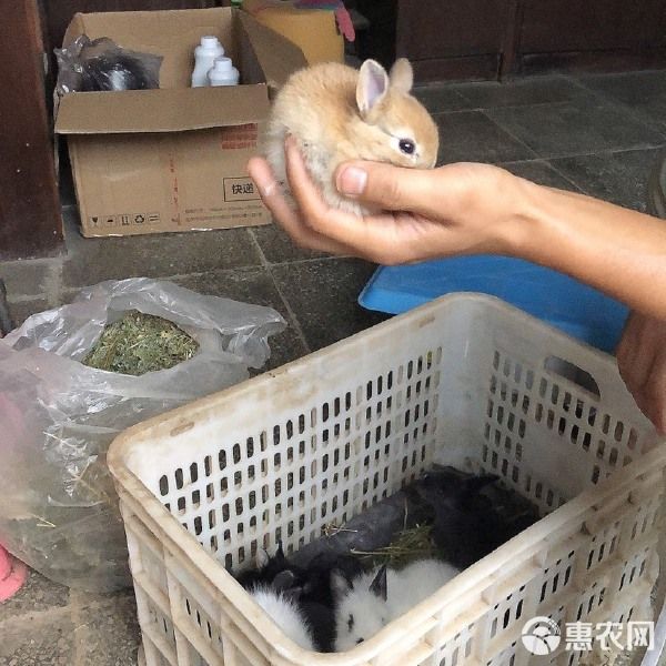 垂耳兔 各种类型宠物兔