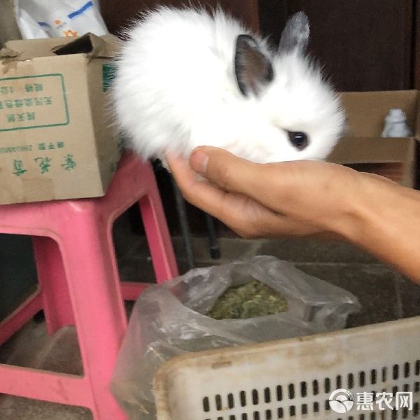 垂耳兔 各种类型宠物兔