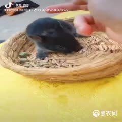 垂耳兔 各种类型宠物兔