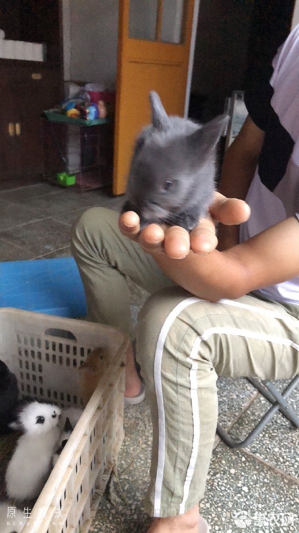 垂耳兔 各种类型宠物兔