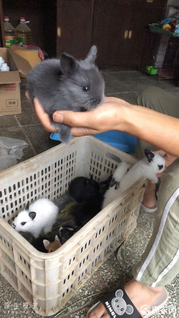 垂耳兔 各种类型宠物兔