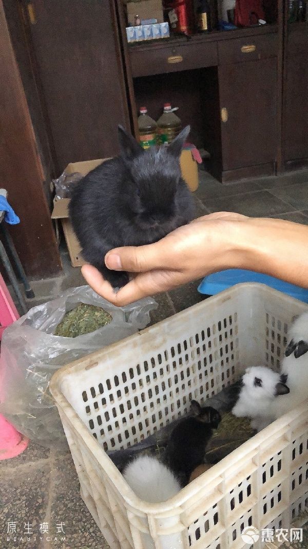 垂耳兔 各种类型宠物兔