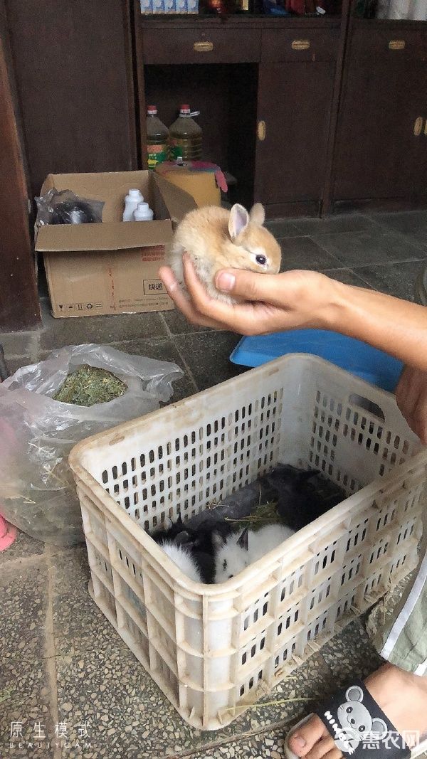 垂耳兔 各种类型宠物兔