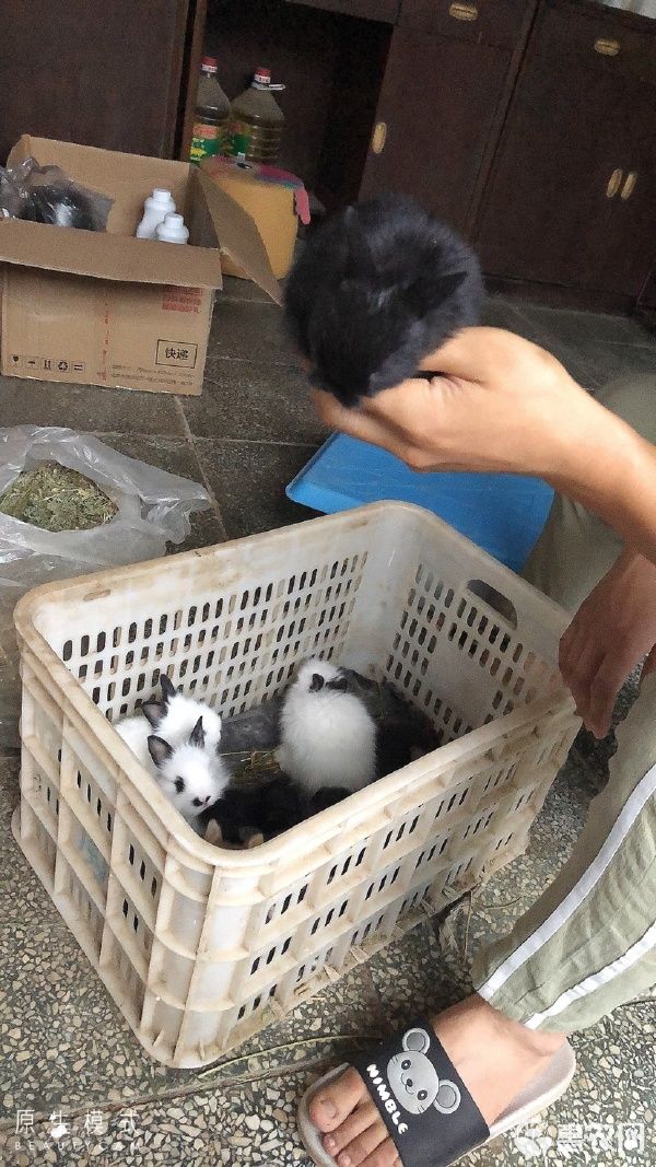 垂耳兔 各种类型宠物兔