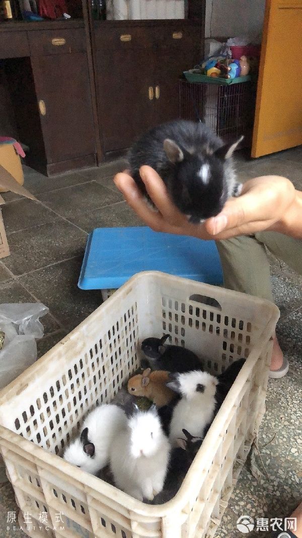 垂耳兔 各种类型宠物兔