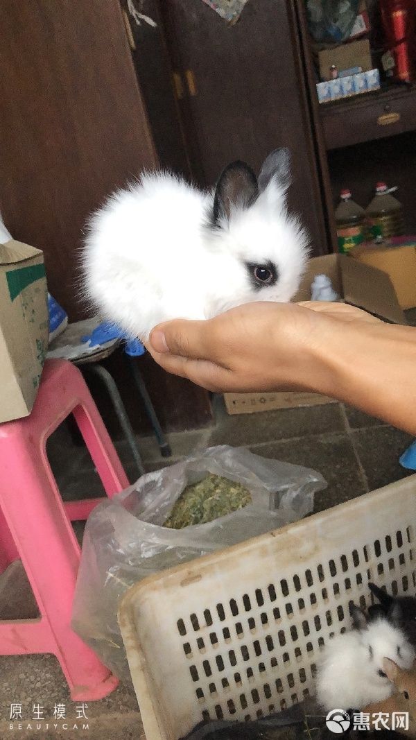 垂耳兔 各种类型宠物兔