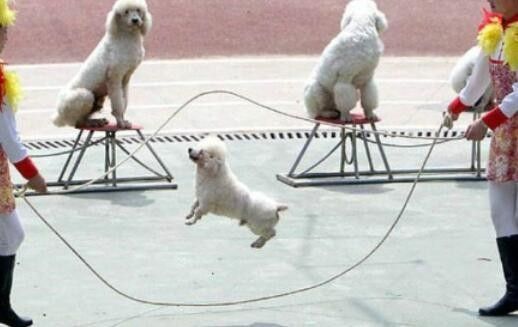 重庆永川宠物定点大小便训练 宠物狗行为训练 可接送