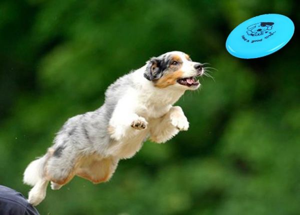 重庆永川宠物定点大小便训练 宠物狗行为训练 可接送