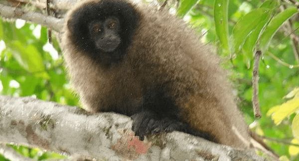 想了解花面伶猴的生活习性及性格的话,这里有答案!