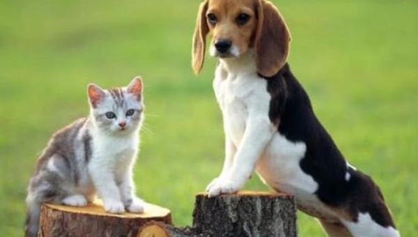 天蝎座偏好的宠物蜜獾习性-图1