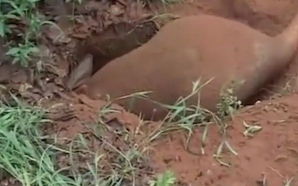 有这样一种动物,爱惹事,生死看淡不服就干,谁也不能阻挡它的道