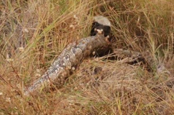 最无所畏惧的动物蜜獾,身怀捕蛇绝技,方圆十里蛇都闻风丧胆