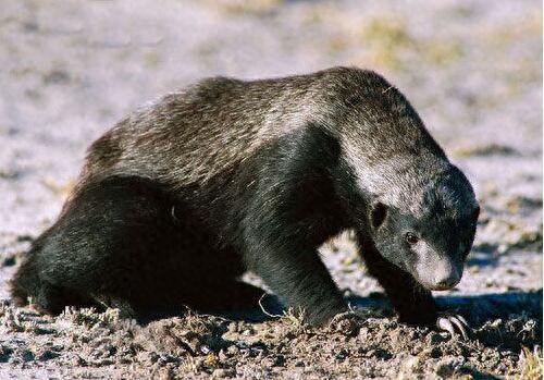 最无所畏惧的动物蜜獾,身怀捕蛇绝技,方圆十里蛇都闻风丧胆