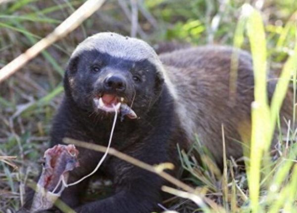 最无所畏惧的动物蜜獾,身怀捕蛇绝技,方圆十里蛇都闻风丧胆