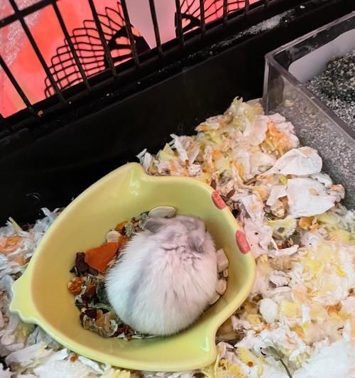 仓鼠夏季感冒的预防与治疗（小动物健康保护，关爱宠物的生活质量）