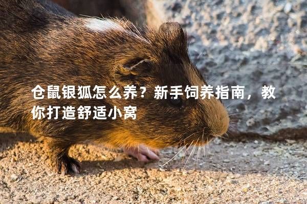仓鼠银狐怎么养?新手饲养指南,教你打造舒适小窝