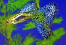 孔雀鱼