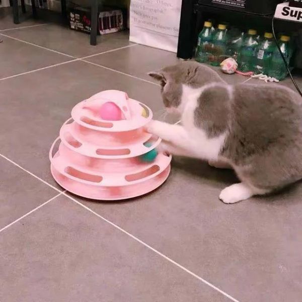 春节回家过年，猫咪独自留守在家该怎么办？