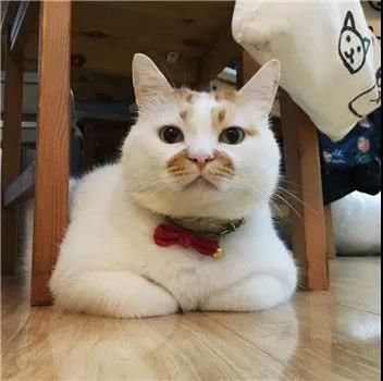 春节回家过年，猫咪独自留守在家该怎么办？