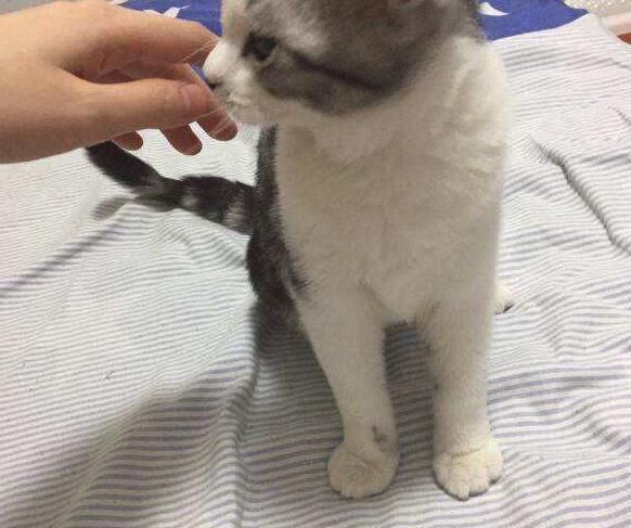 家有萌宠搬家怎么办？