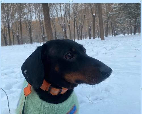 初次养犬的人应该选择哪些犬种？（为初次养犬者提供适合的犬种推荐及关键注意事项）