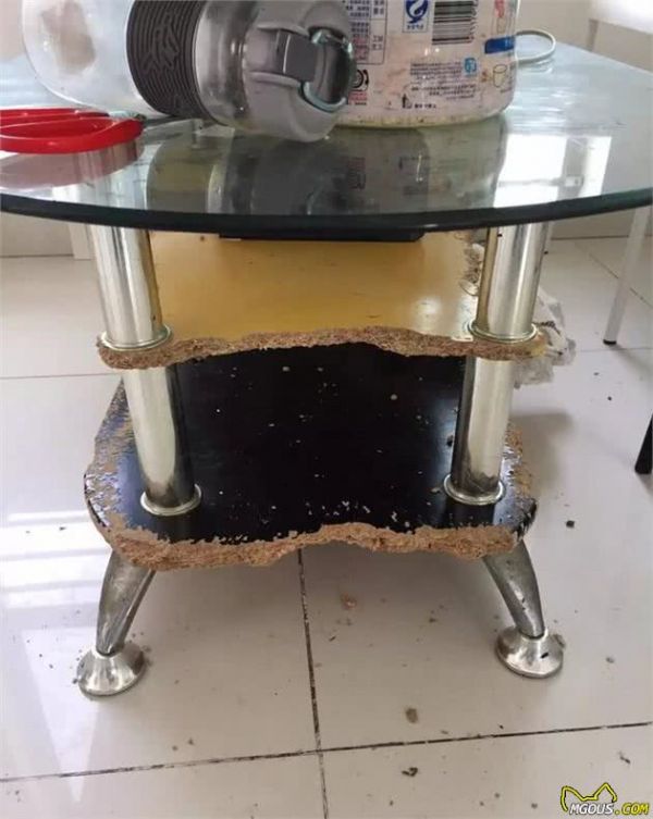 铲屎官用5年的踩雷经验来告诉你，初次养狗要注意的十个问题