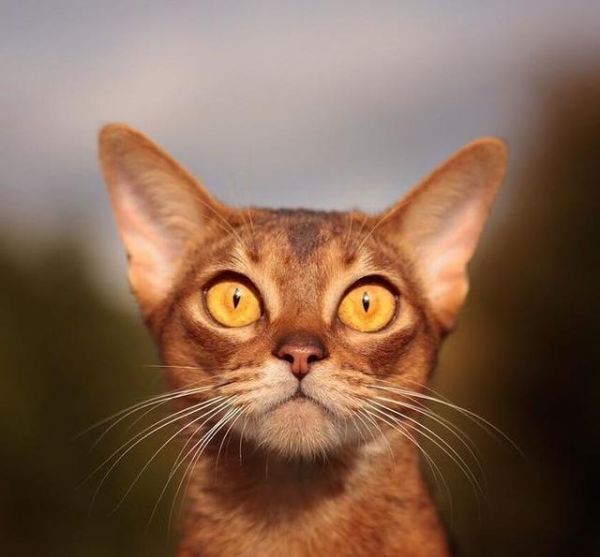 猫咪眼睛最不能缺少的微量元素，少了它，猫咪可能会失明！