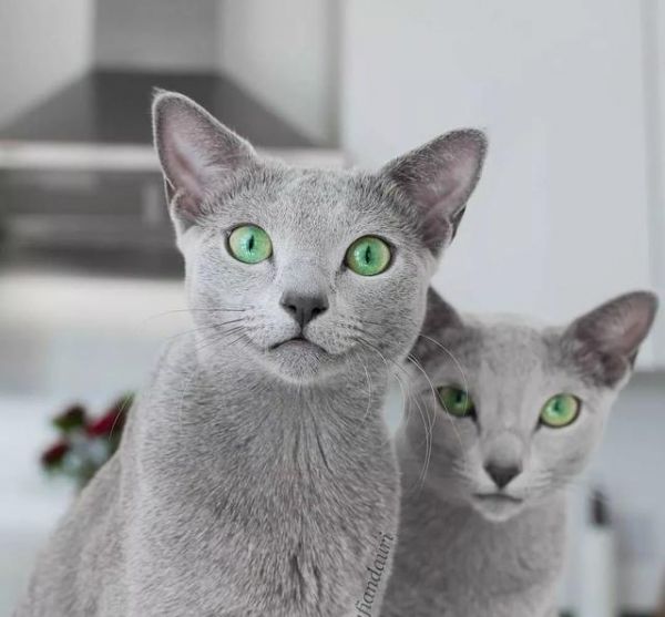 猫咪眼睛最不能缺少的微量元素，少了它，猫咪可能会失明！