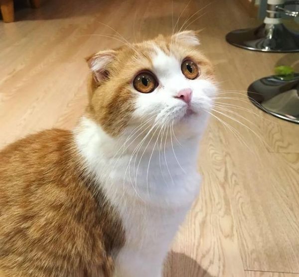 猫咪眼睛最不能缺少的微量元素，少了它，猫咪可能会失明！