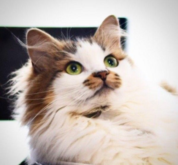 猫咪眼睛最不能缺少的微量元素，少了它，猫咪可能会失明！