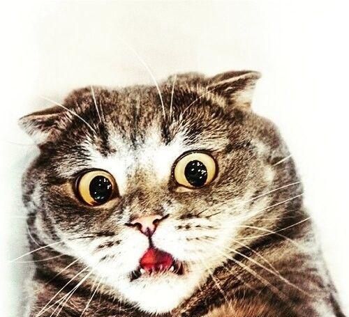 猫咪眼睛最不能缺少的微量元素，少了它，猫咪可能会失明！