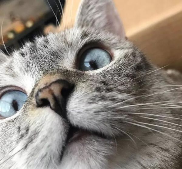 猫咪眼睛最不能缺少的微量元素，少了它，猫咪可能会失明！