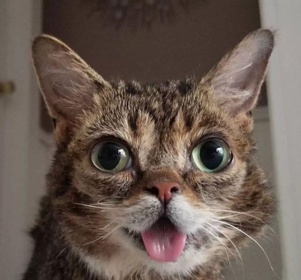 猫咪眼睛最不能缺少的微量元素，少了它，猫咪可能会失明！