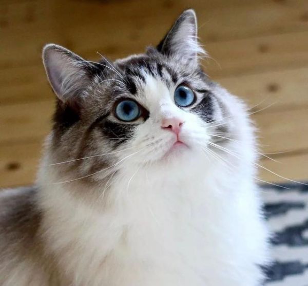 猫咪眼睛最不能缺少的微量元素，少了它，猫咪可能会失明！